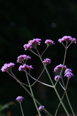Flowers 6, par Xavier E. G. Dierick